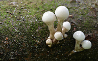 02 Porcelain fungus (Oudemansiella mucida)